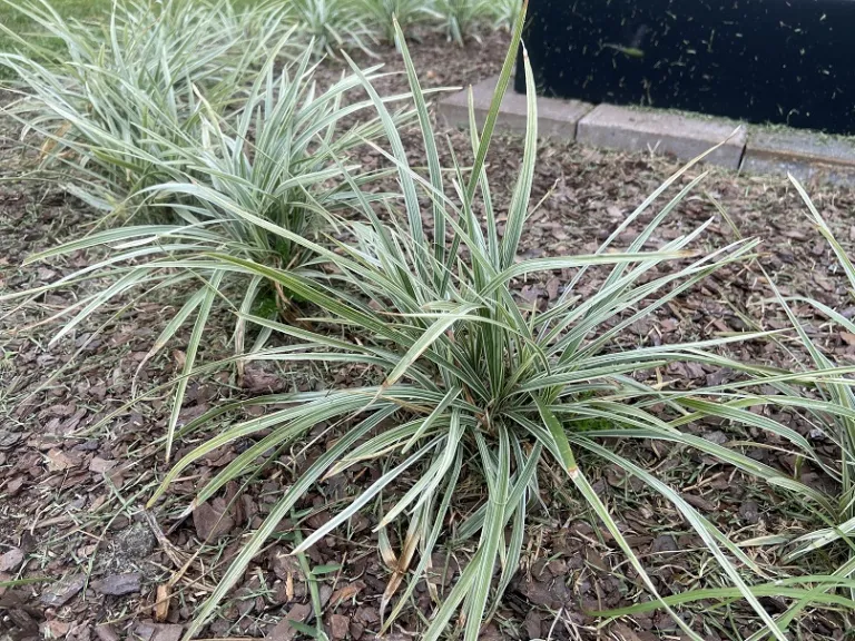 Liriope Muscari Aztec Grass Brookgreen